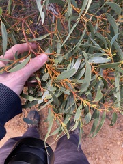 Eucalyptus suberea