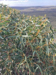 Eucalyptus suberea