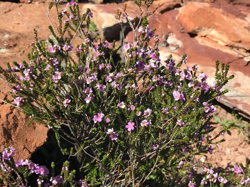 Thryptomene denticulata, photograph 5