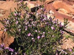 Thryptomene denticulata