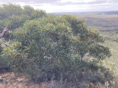 Eucalyptus suberea