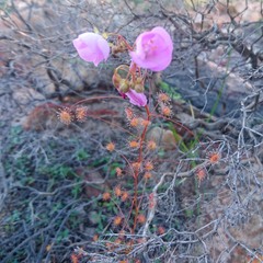 Drosera eremaea