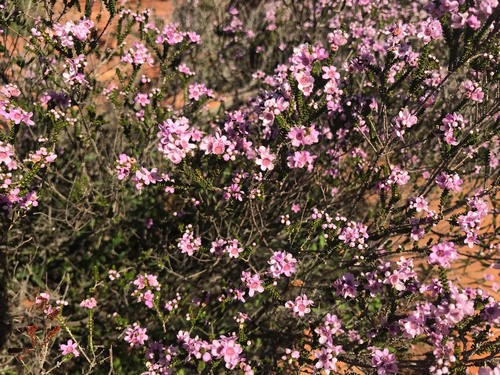 Thryptomene denticulata, photograph 4