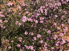 Thryptomene denticulata