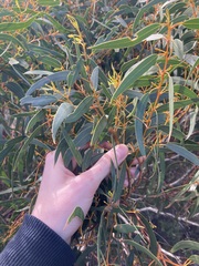 Eucalyptus suberea