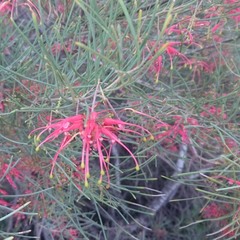 Grevillea pinaster