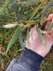 Eucalyptus suberea