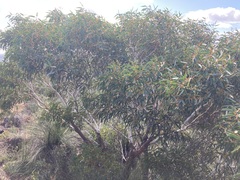 Eucalyptus suberea