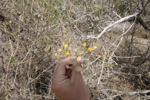 Cape Sweetbush