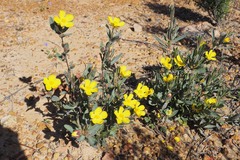Hibbertia potentilliflora