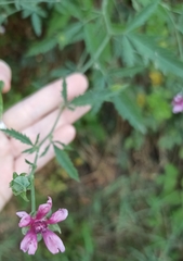 Althaea cannabina