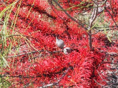 Hakea orthorrhyncha