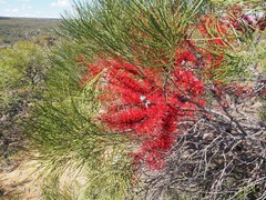 Hakea orthorrhyncha