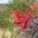 Hakea orthorrhyncha - Photo (c) Jesse de Vries, some rights reserved (CC BY-NC), uploaded by Jesse de Vries