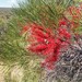 Hakea orthorrhyncha - Photo (c) Jesse de Vries, some rights reserved (CC BY), uploaded by Jesse de Vries