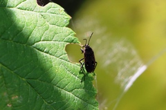 Graptopeltus lynceus