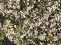 Thryptomene