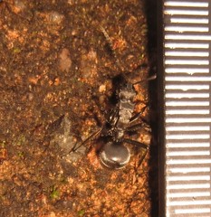 Polyrhachis schlueteri
