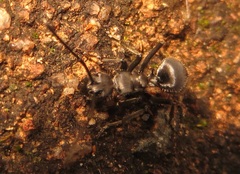 Polyrhachis schlueteri