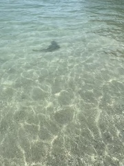 Carcharhinus melanopterus