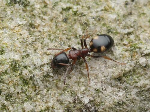 Dolichoderus quadripunctatus photo 6