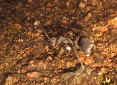 Polyrhachis schlueteri