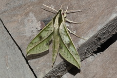 Xylophanes docilis