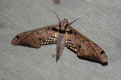 Adhemarius tigrina
