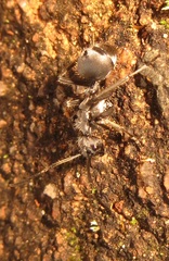 Polyrhachis schlueteri