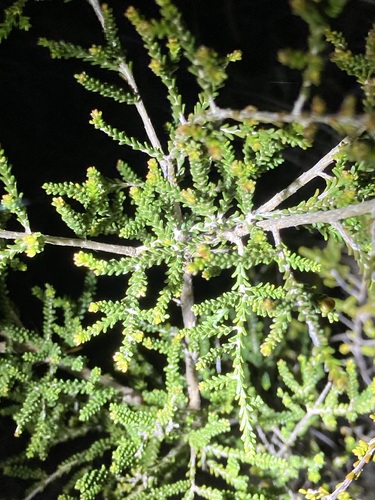 Image of Calytrix fraseri by (c) Thomas Mesaglio, some rights reserved (CC BY)