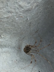 Opilio saxatilis