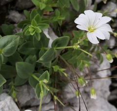 Cerastium carinthiacum