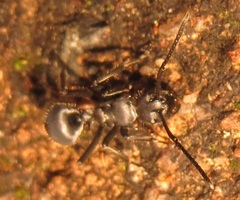 Polyrhachis schlueteri