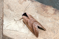 Marthula quadrata