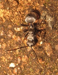 Polyrhachis schlueteri