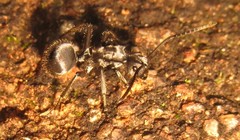 Polyrhachis schlueteri