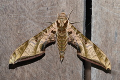 Protambulyx euryalus