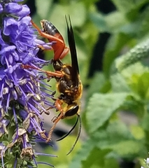 Sphex