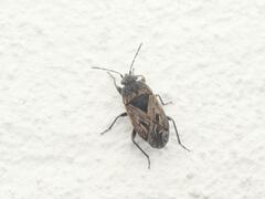 Trapezonotus arenarius