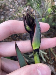 Macropidia fuliginosa