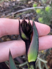 Macropidia fuliginosa