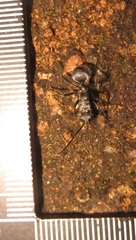 Polyrhachis schlueteri