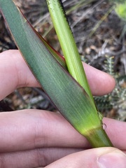 Macropidia fuliginosa