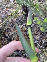 Macropidia fuliginosa