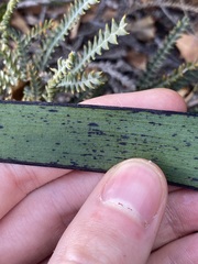 Macropidia fuliginosa