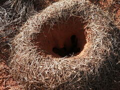 Polyrhachis macropus