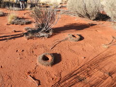 Polyrhachis macropus