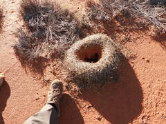 Polyrhachis macropus