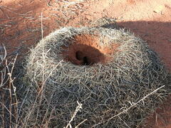 Polyrhachis macropus