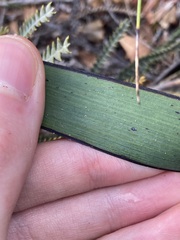 Macropidia fuliginosa